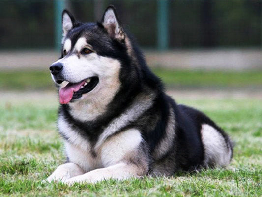 Diamond Painting Set Dog