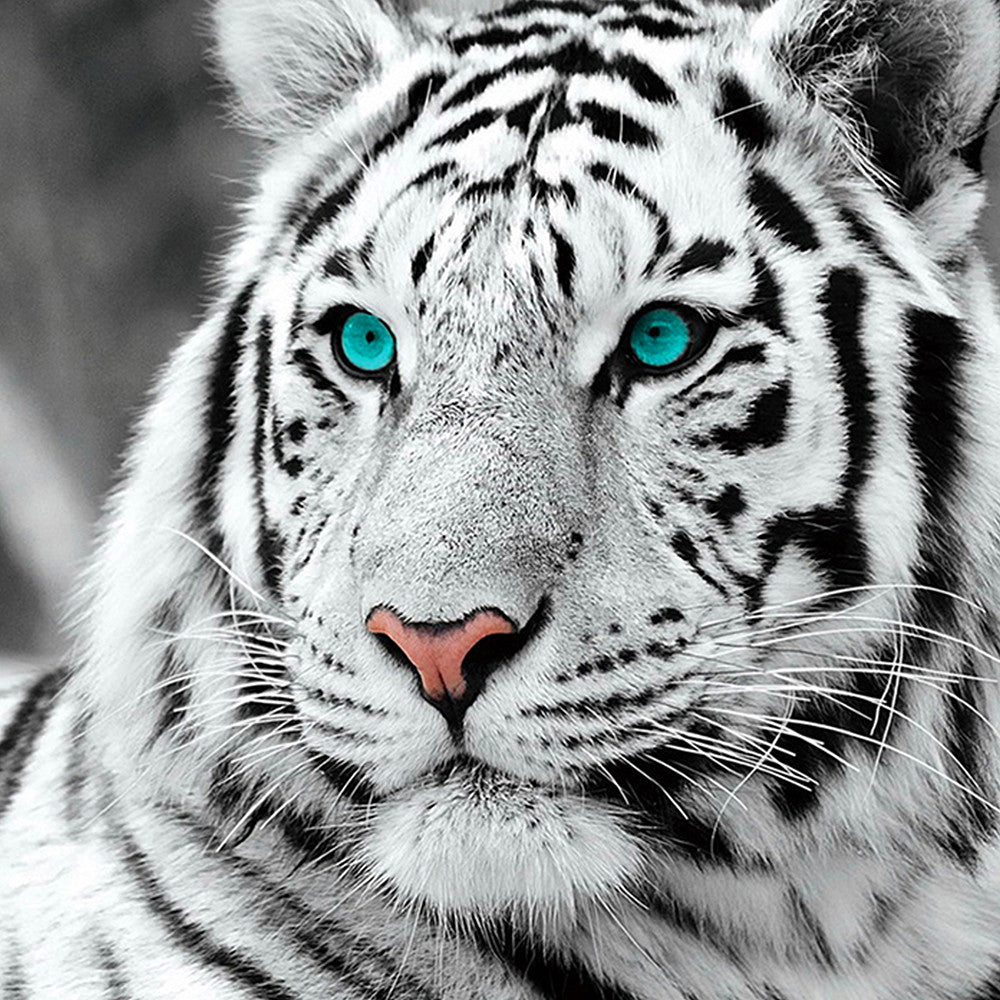 5D DIY Diamond Painting Animal