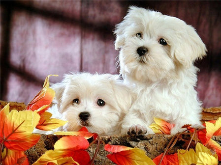 Diamond Painting Set Dog