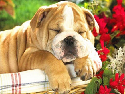 Diamond Painting Set Dog