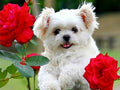 Diamond Painting Set Dog