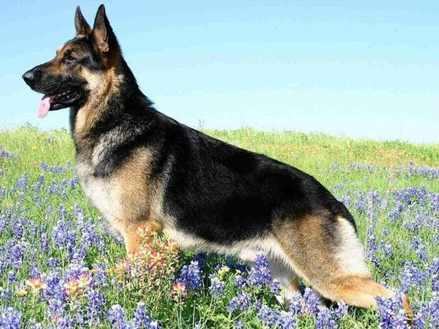 Diamond Painting Set Dog